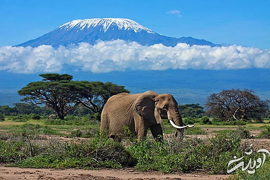 شیرازیها و بلوچهای ایران در تانزانیا چه میکنند؟ شیرازیها و بلوچهای ایران در تانزانیا چه میکنند؟